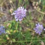 Scabiosa canescens फूल