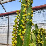 Euphorbia candelabrum Escorça