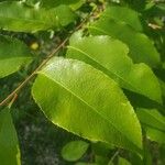 Prunus serotina Fuelha
