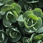 Sedum telephium Leaf