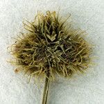 Sanicula laciniata 花