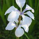 Iris laevigata Çiçek