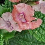 Stachytarpheta mutabilis फूल