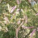 Tamarix chinensis Floare