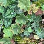 Alchemilla glaucescens 叶