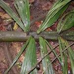 Iriartea deltoidea Bark