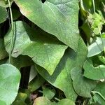 Aristolochia gigantea Leaf