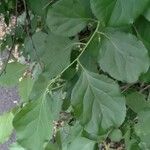 Celastrus orbiculatus Leaf