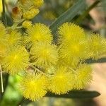 Acacia suaveolens Kvet