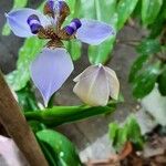 Neomarica northiana Flor