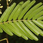 Senegalia tenuifolia Feuille