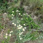 Tanacetum corymbosum Habit