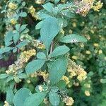 Berberis koreana List