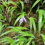 Iris cristata Leaf