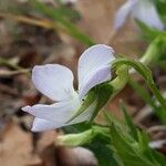 Viola jordanii 花