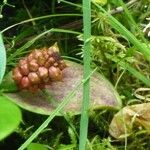 Calla palustris Fruit