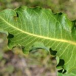 Asclepias amplexicaulis Leaf