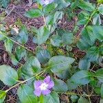 Vinca major Blad