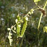 Astragalus pelecinus Sonstige