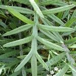 Cirsium eriophorum Leaf