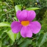 Bignonia magnifica Virág