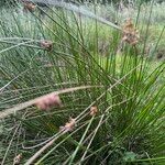 Juncus effususHoja