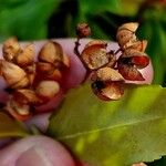 Euonymus japonicus Fruit