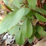 Psidium guajava Leaf