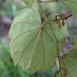 Piliostigma thonningii Φύλλο