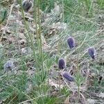 Anemone montana Çiçek