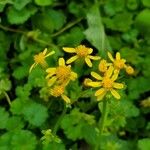 Senecio ampullaceus Flower