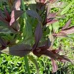 Penstemon digitalis Leaf