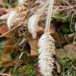 Phalaris aquatica Lehti