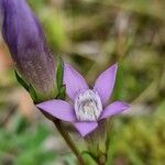 Gentianella germanica Цвят