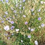 Cichorium intybusBlodyn