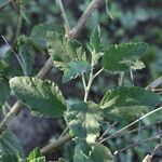 Sphaeralcea bonariensis Ліст