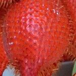 Salacca zalacca ഫലം