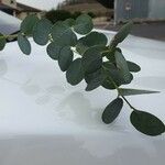 Eucalyptus gunnii Leht