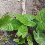 Colocasia esculenta পাতা