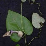 Aristolochia cordigera Лист