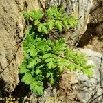 Hemionitis pteridioides Habit