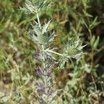 Eryngium leavenworthii 花