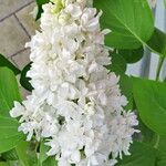 Syringa vulgaris Bloem