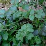 Ptychotis saxifraga Leaf