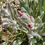 Pardoglossum cheirifolium Flower