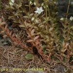 Sedum monregalense Drugo