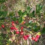 Pyracantha koidzumii Fuelha