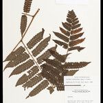 Cyathea cyatheoides Folla