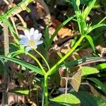 Stellaria palustris Hábitos