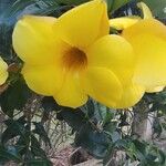 Allamanda schottii Floare